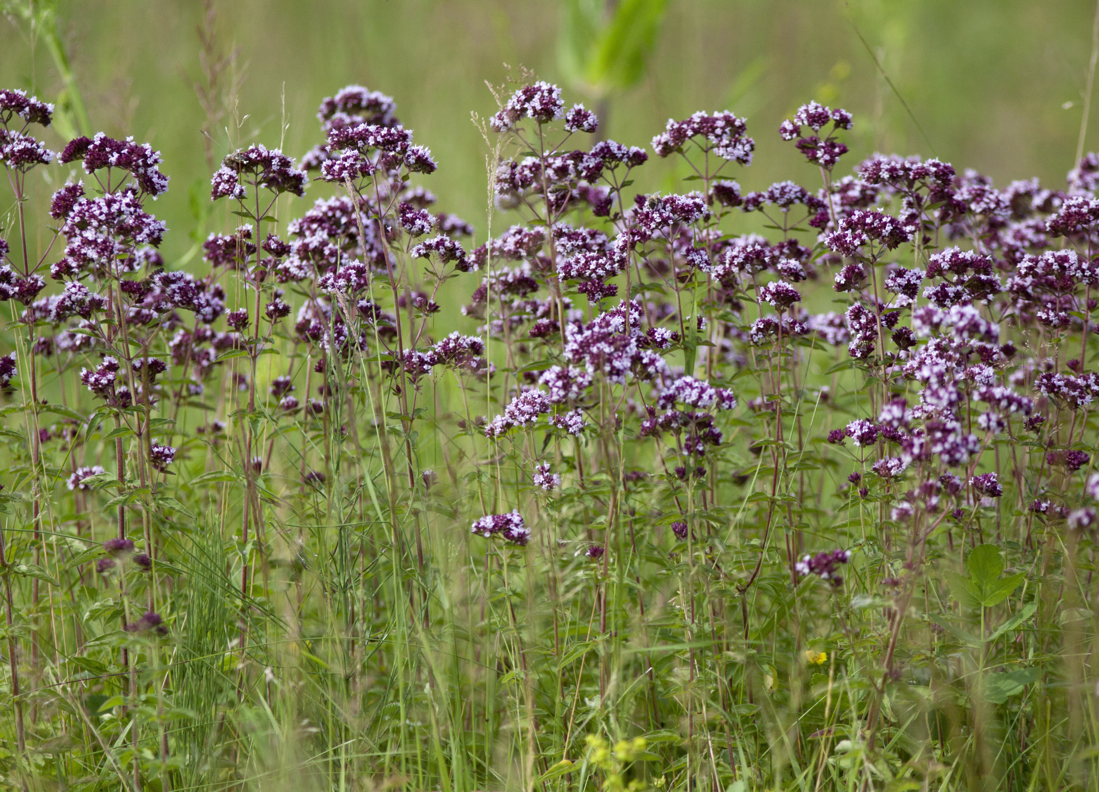 Oregano Oregano