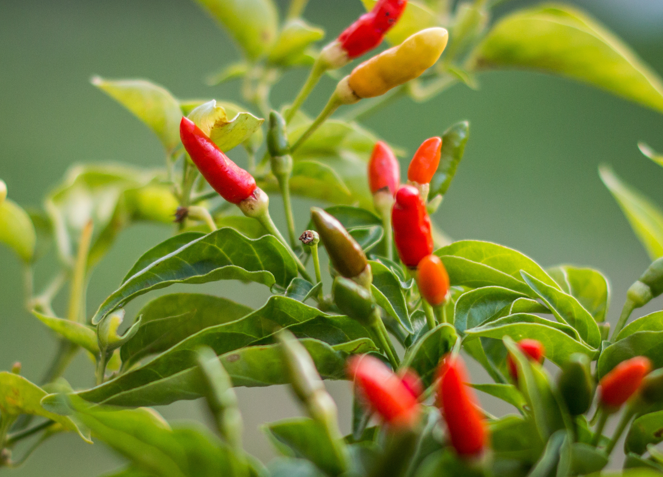 Mehrere reife und unreife Chilischoten in Rot, Orange und Gelb wachsen an einer grünen Pflanze mit spitz zulaufenden Blättern