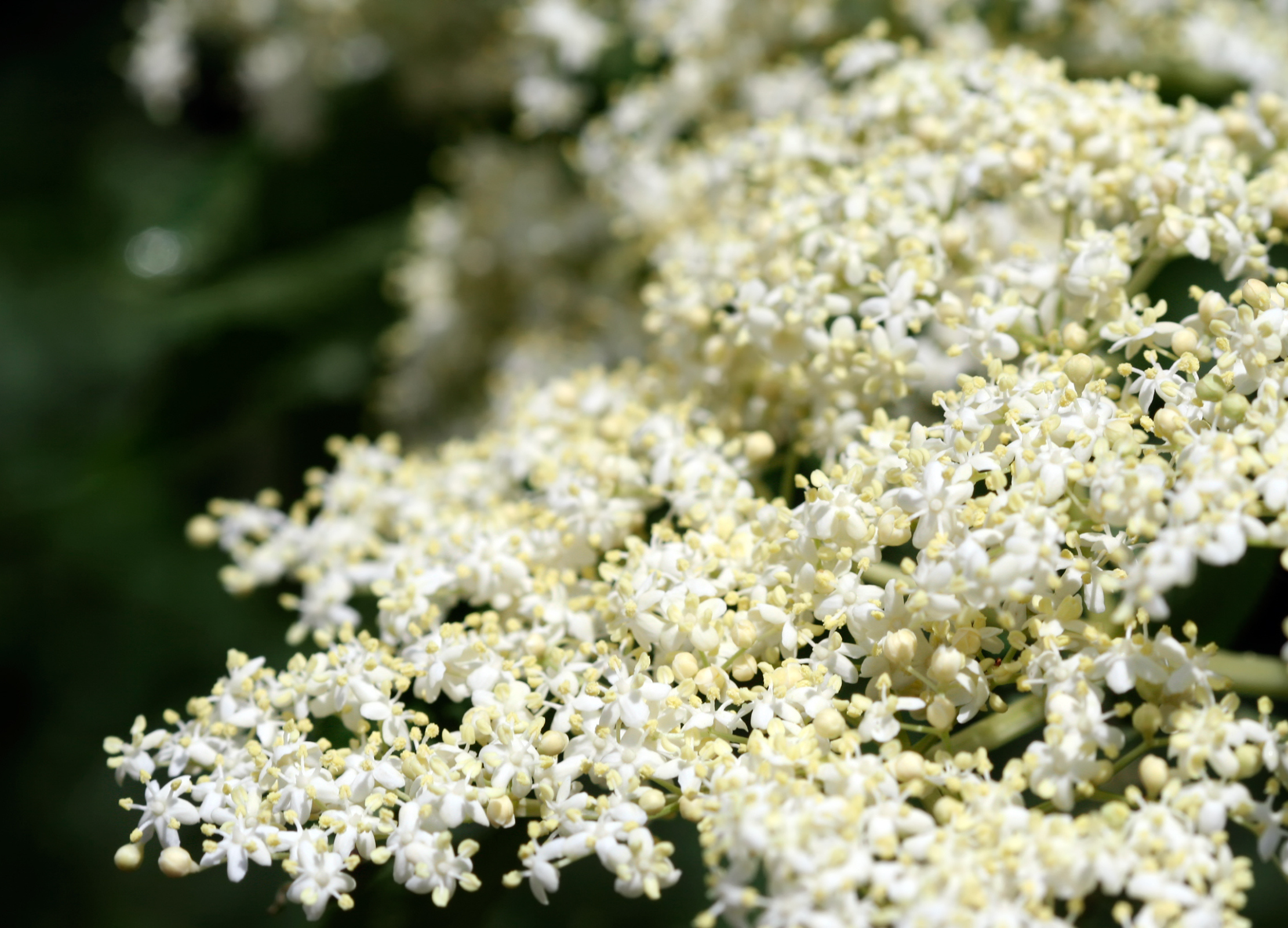 Holunderblüte Nahaufnahme von zarten, weißen Holunderblüten in voller Blüte vor dunklem Hintergrund